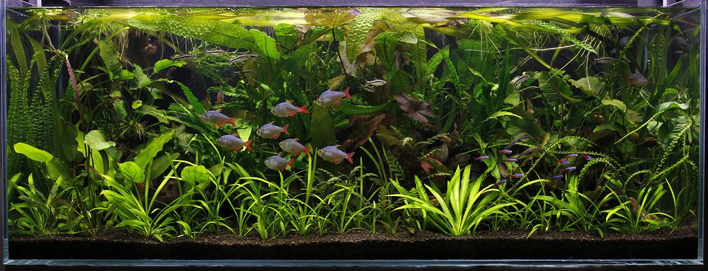 Paludarium vs Terrarium: What's the Actual Difference?