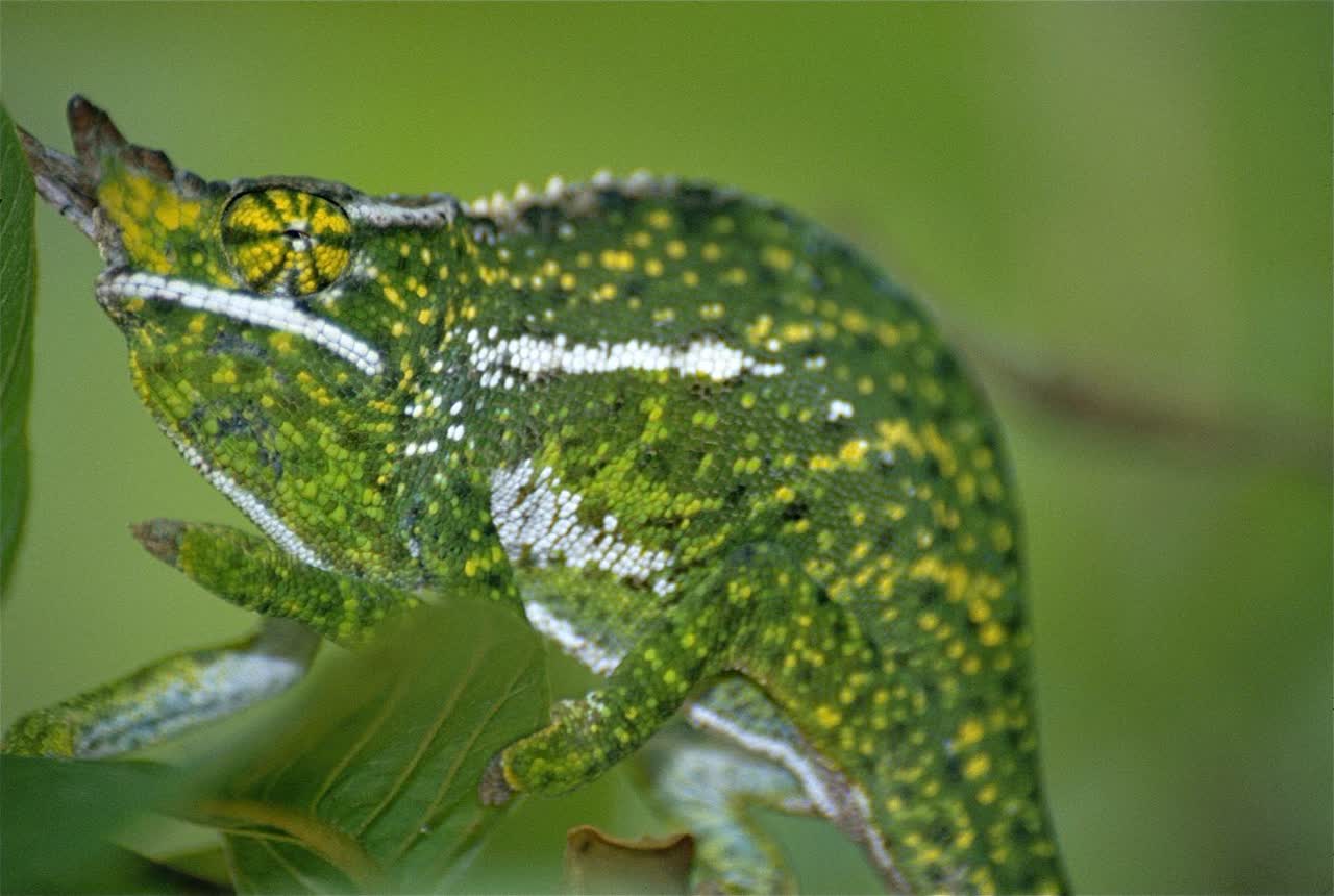 Common Terrarium Mistakes Beginners Make (and How to Avoid Them)