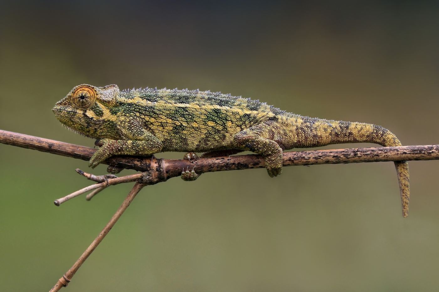 Chameleon care guide cover photo