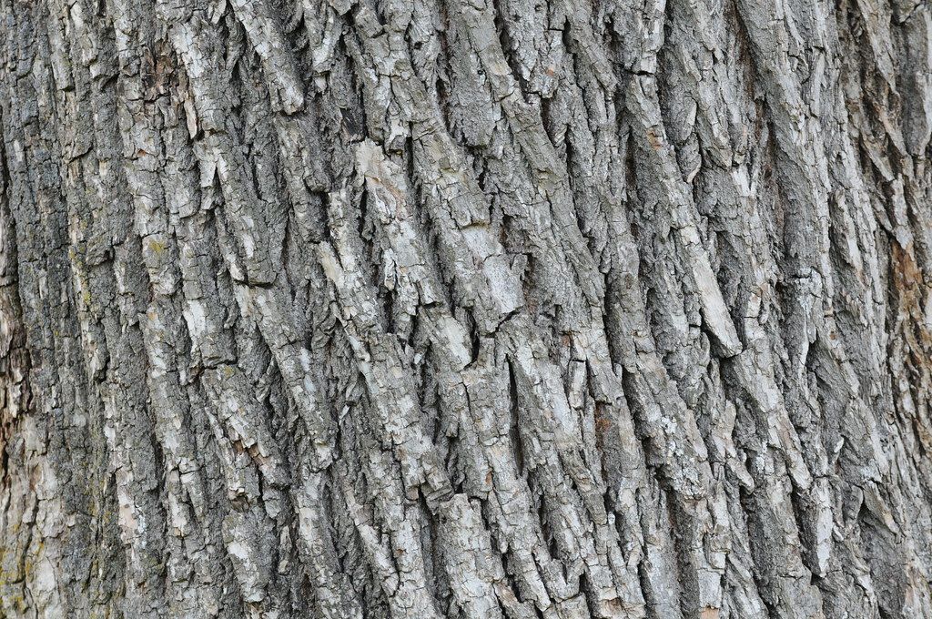 Reptile Hides & Caves: A Buying Guide