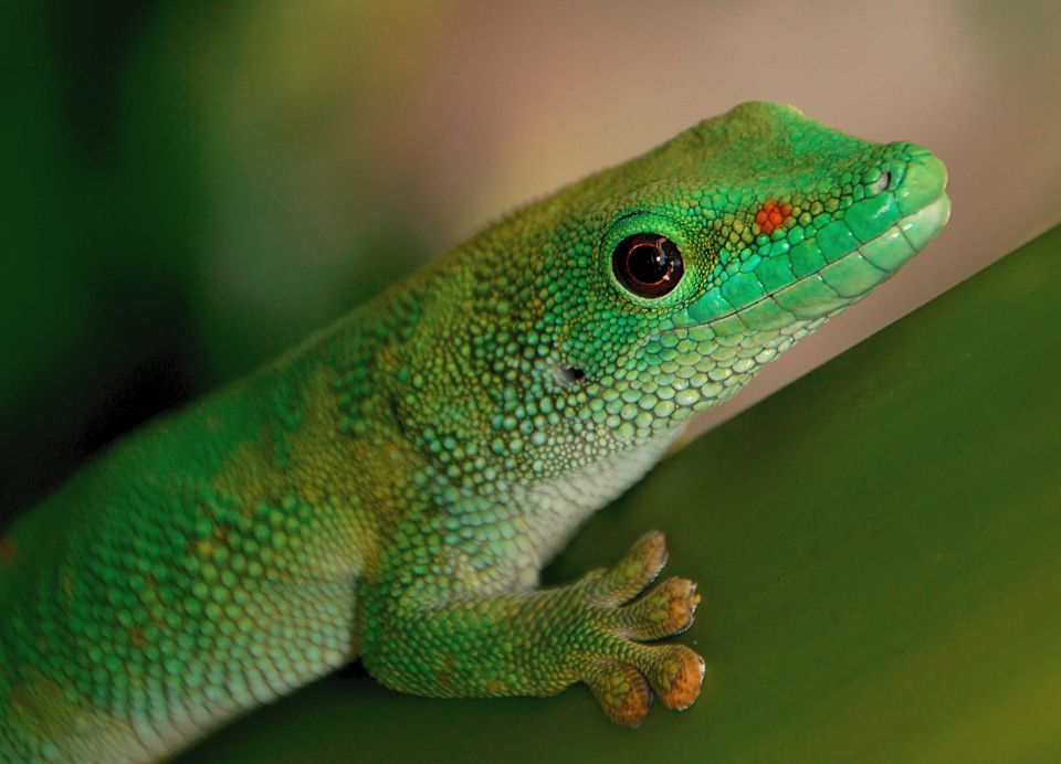 How to Quarantine a New Terrarium Pet