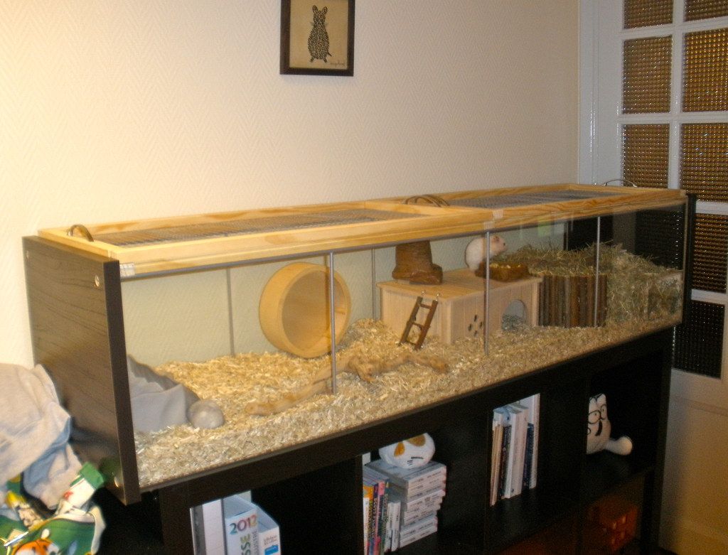 Glass vs PVC Terrarium: Which Should You Buy?