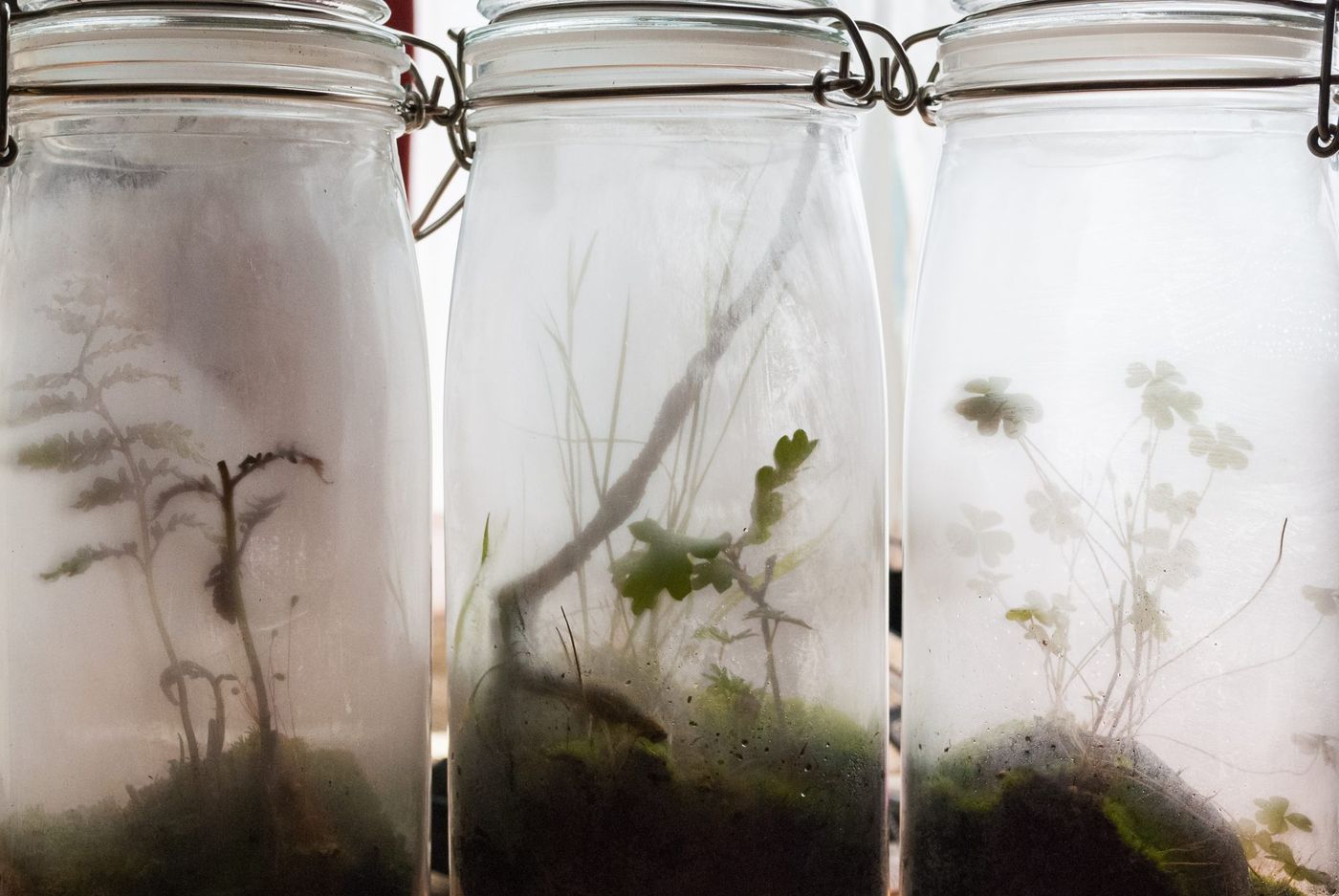 How Much Does a Terrarium Setup Actually Cost?