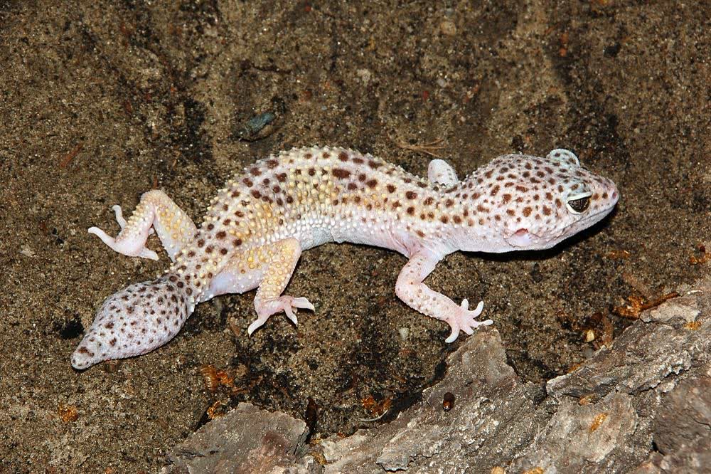 Leopard gecko (Eublepharis macularius) on a rock