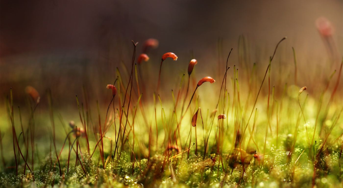 Bioactive Terrarium 101: How to Build a Self-Sustaining Setup