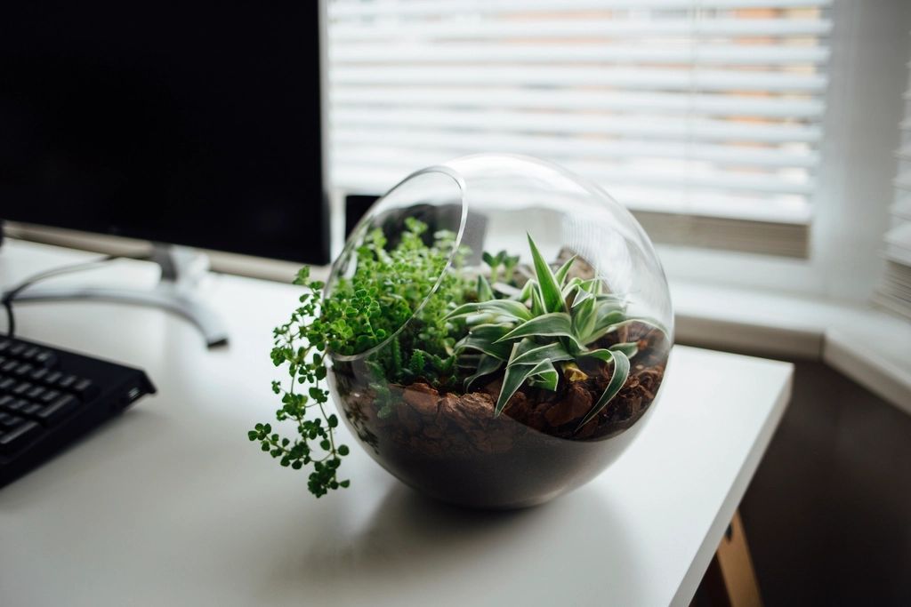 Terrarium Decor Ideas: Natural vs Artificial Hardscape