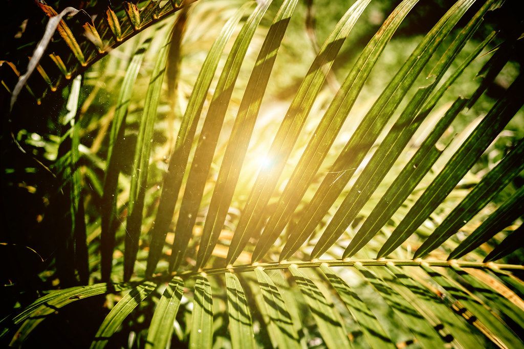 Terrarium vs Vivarium: What's the Difference?