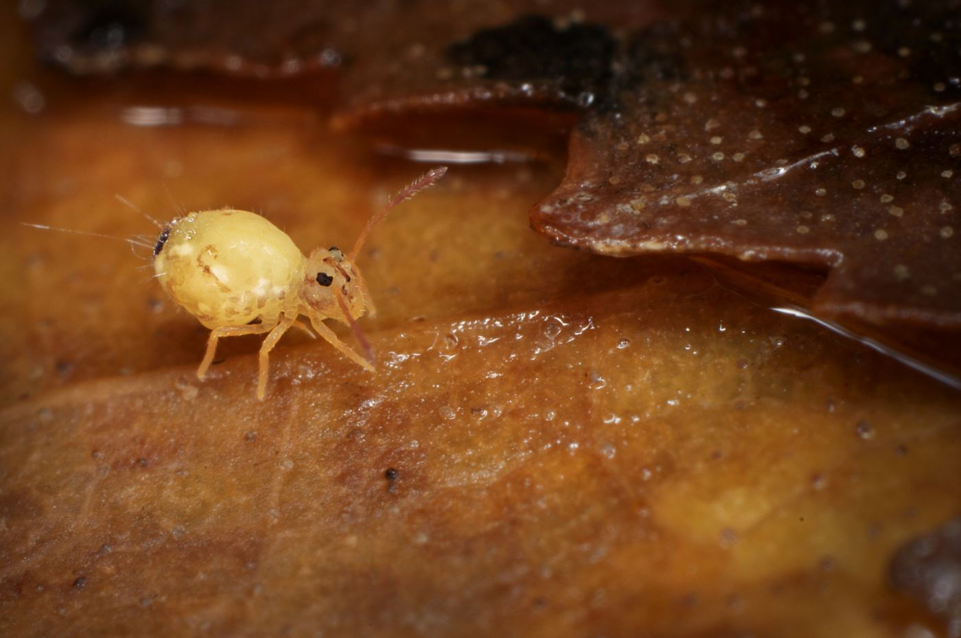 Springtail (Collembola) macro photo