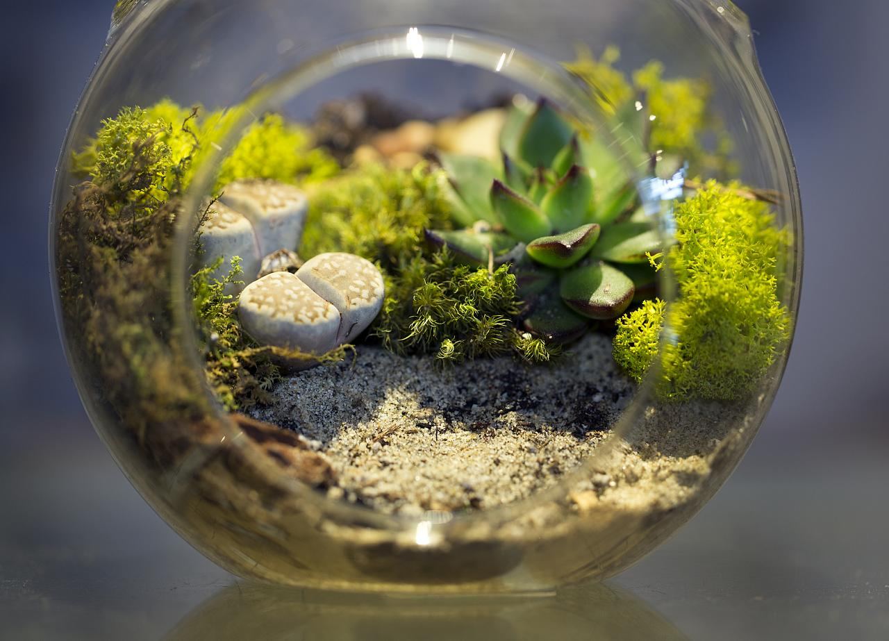 How to Choose a Terrarium Size for Your Pet