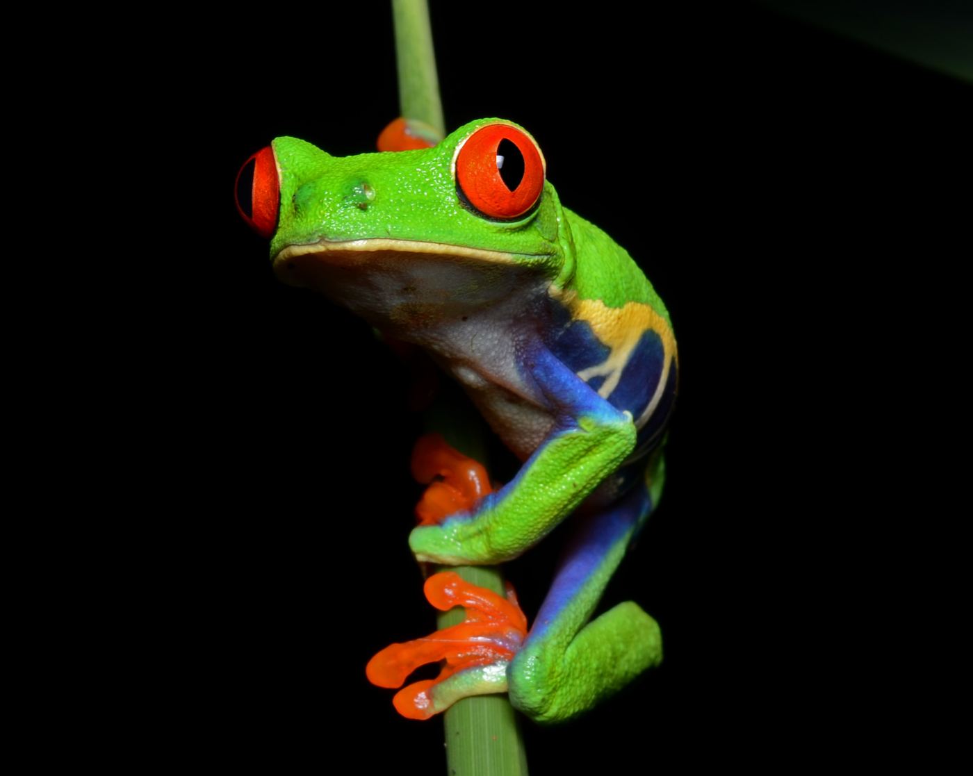 Red-eyed tree frog (Agalychnis callidryas) on a leaf